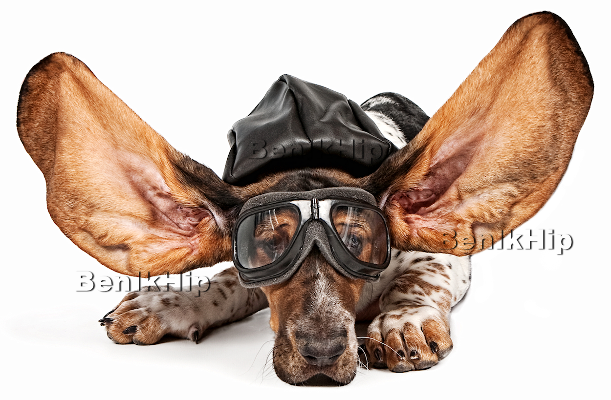 Strijkapplicatie hond met pilotenbril